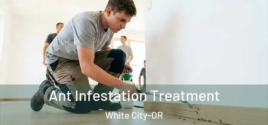 Ant Infestation Treatment White City-OR