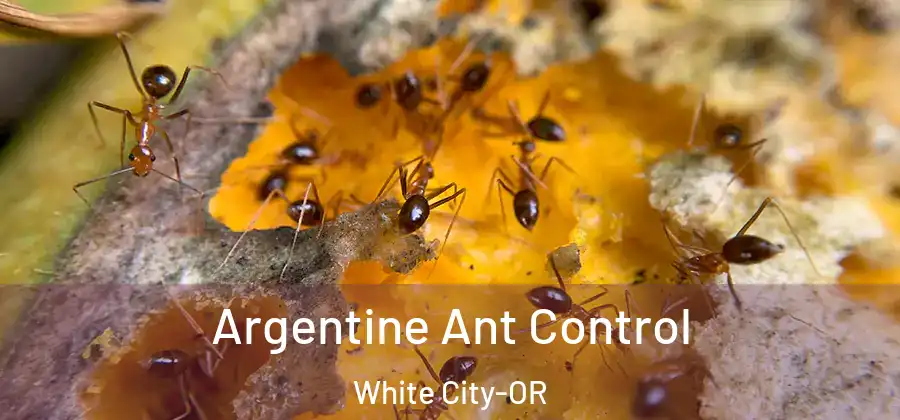 Argentine Ant Control White City-OR