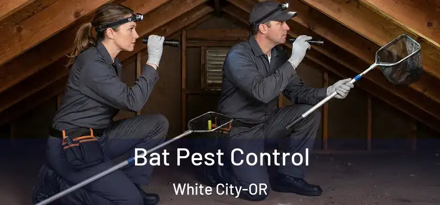 Bat Pest Control White City-OR
