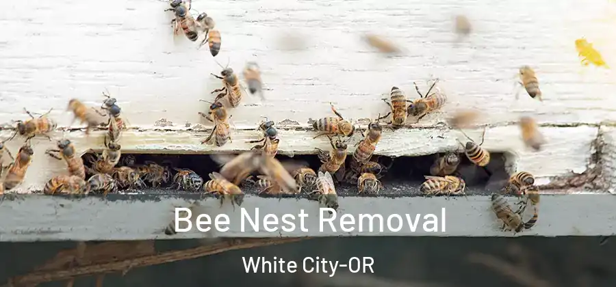 Bee Nest Removal White City-OR