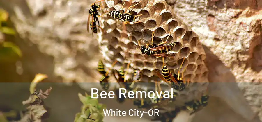 Bee Removal White City-OR
