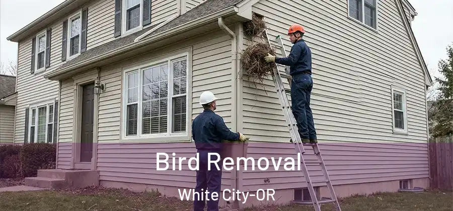 Bird Removal White City-OR