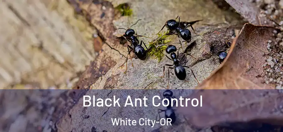 Black Ant Control White City-OR