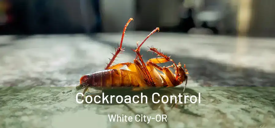 Cockroach Control White City-OR