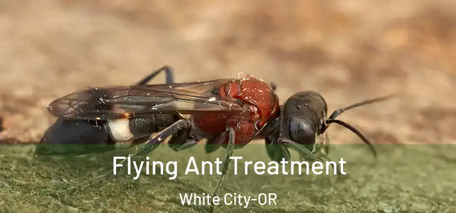  Flying Ant Treatment White City-OR