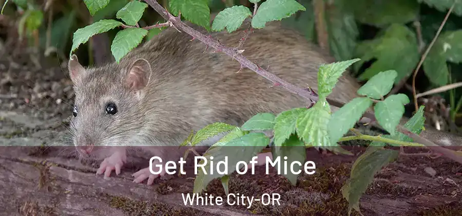 Get Rid of Mice White City-OR