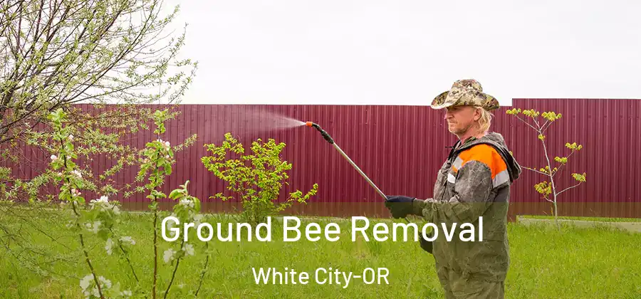Ground Bee Removal White City-OR