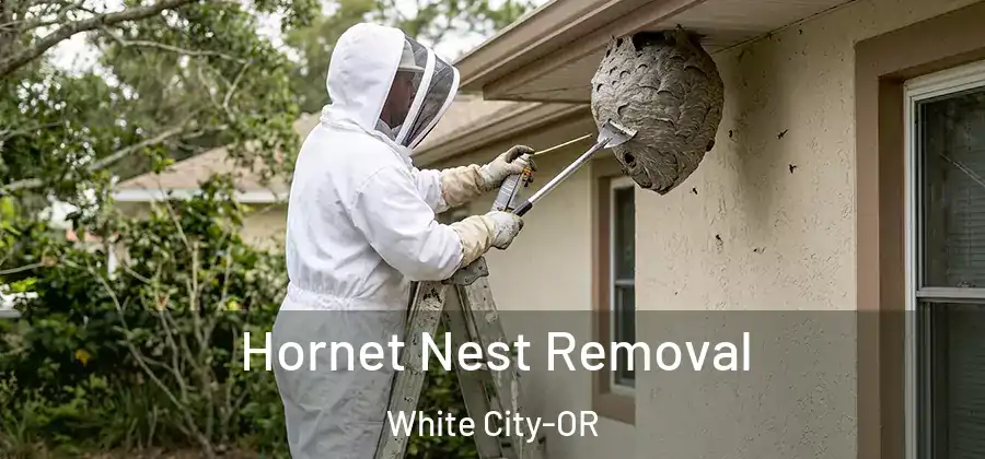 Hornet Nest Removal White City-OR