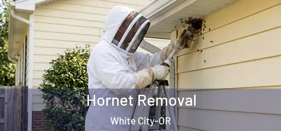  Hornet Removal White City-OR