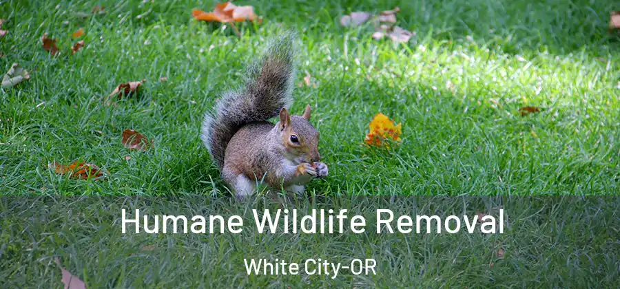 Humane Wildlife Removal White City-OR