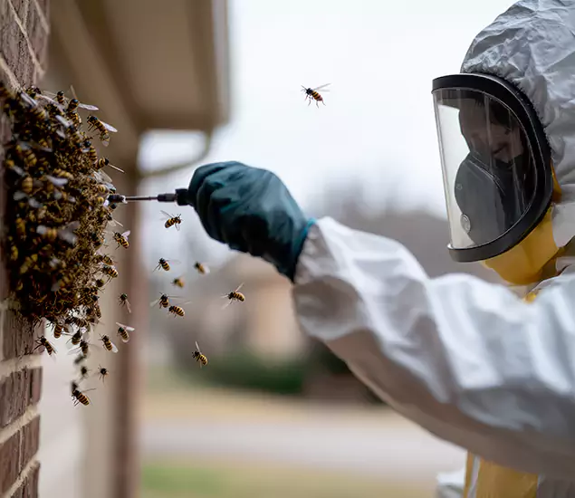 Your Bee Removal Company in White City, OR