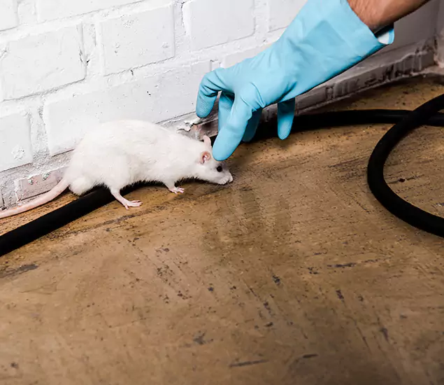 About Rodent Control Experts in White City, OR