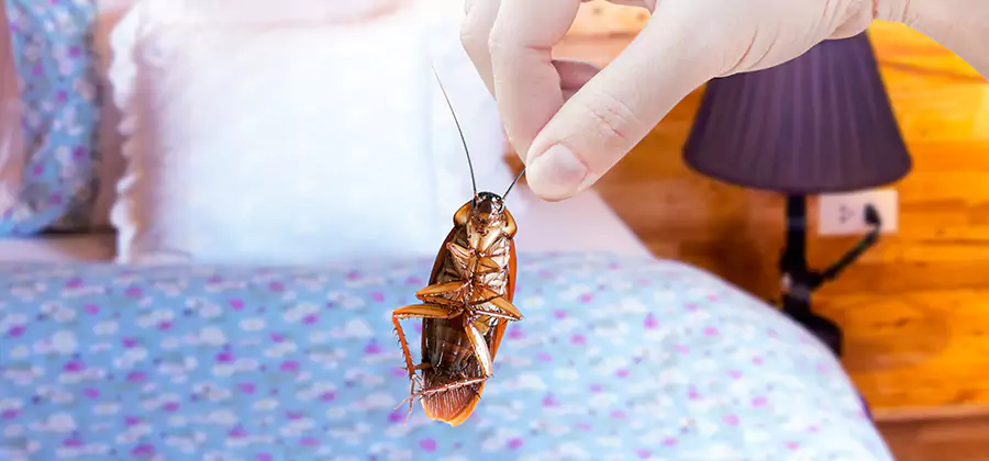 Fast Roach Elimination in White City