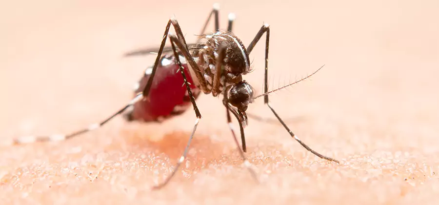 Pond Mosquito Control and Water Treatment in White City