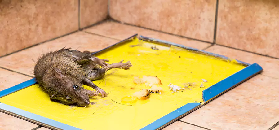 Rat Trapping Service In White City