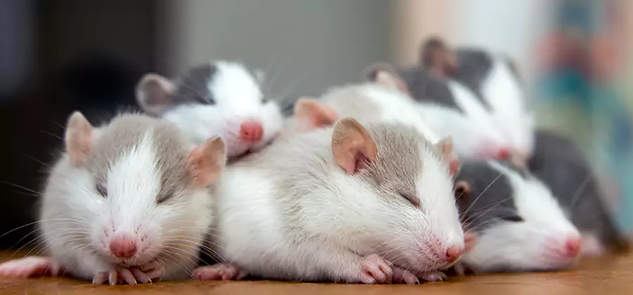 Rat Infestation Exclusion Service in White City