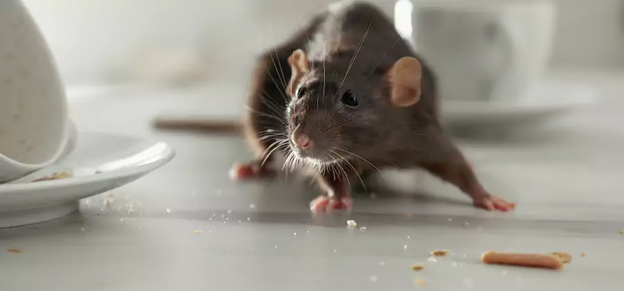Attic Rat Exclusion Service in White City