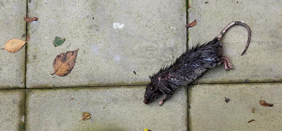 Rodent inspection service in White City