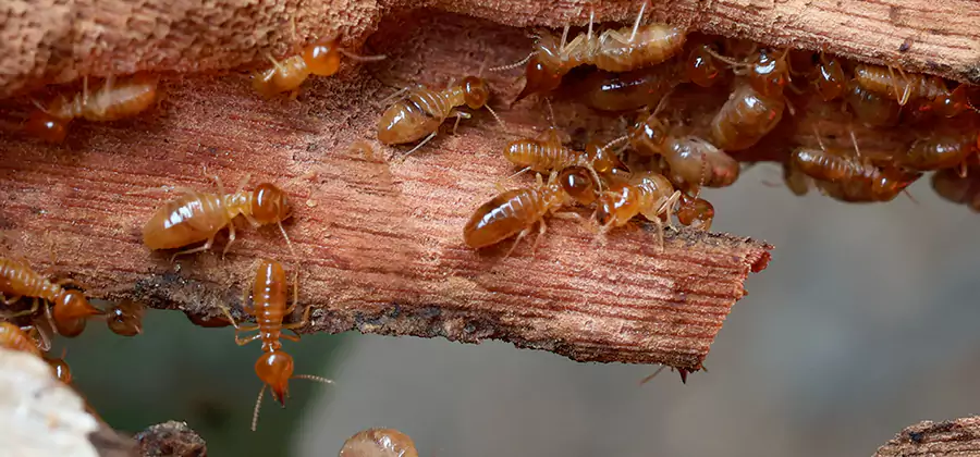 Wood Preservation Termite Treatment in White City
