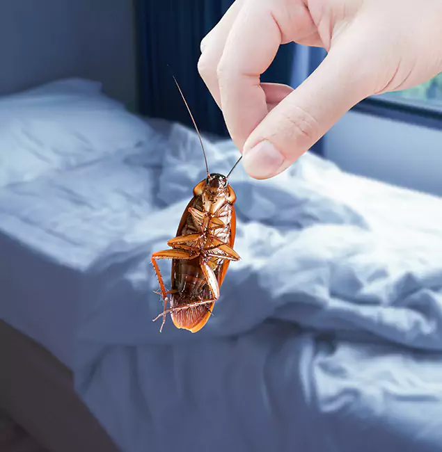 Why Choose White City Pest Control Pro for Bed Bug Extermination in White City, OR?