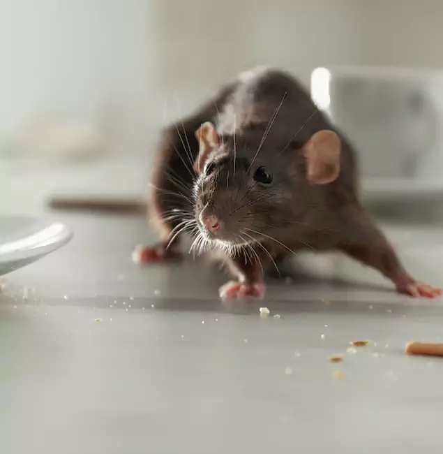 Why White City Homeowners Choose White City Pest Control Pro for Mice Control?