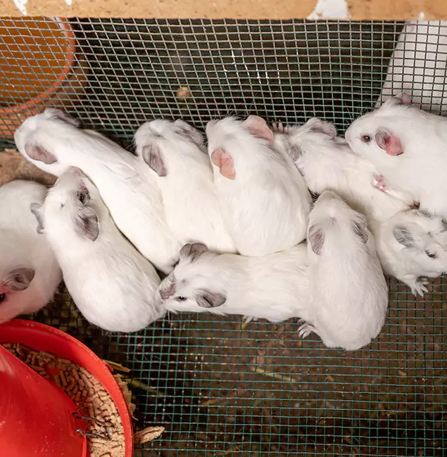 Why Choose White City Pest Control Pro for Rat Infestation in White City, OR?