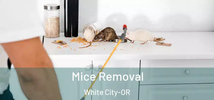  Mice Removal White City-OR