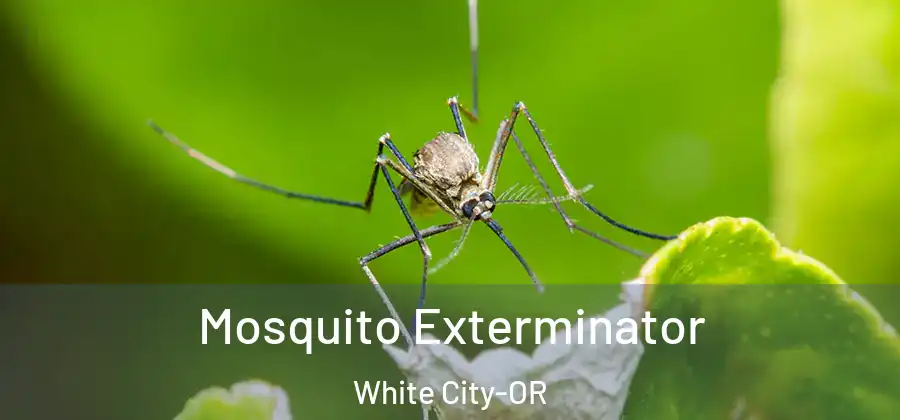 Mosquito Exterminator White City-OR