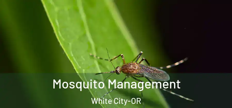 Mosquito Management White City-OR