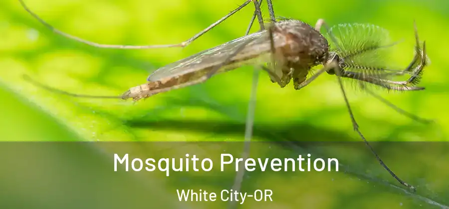 Mosquito Prevention White City-OR