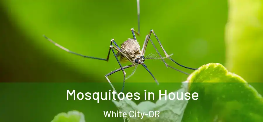  Mosquitoes in House White City-OR