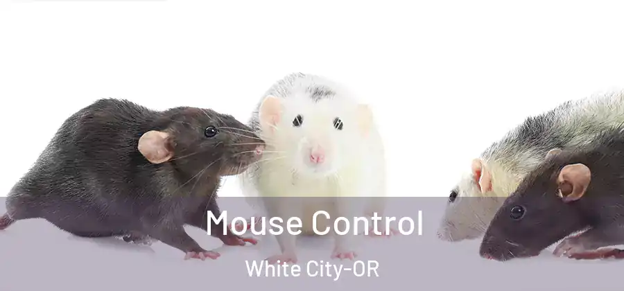 Mouse Control White City-OR
