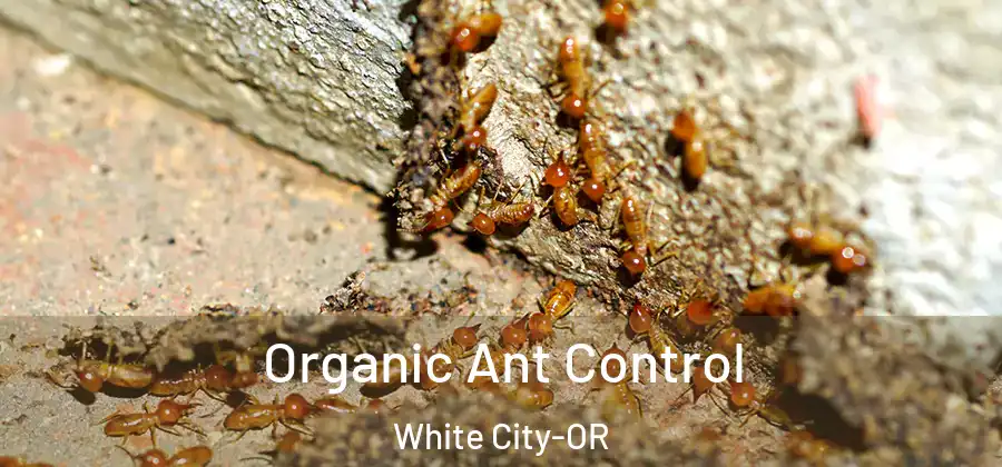 Organic Ant Control White City-OR