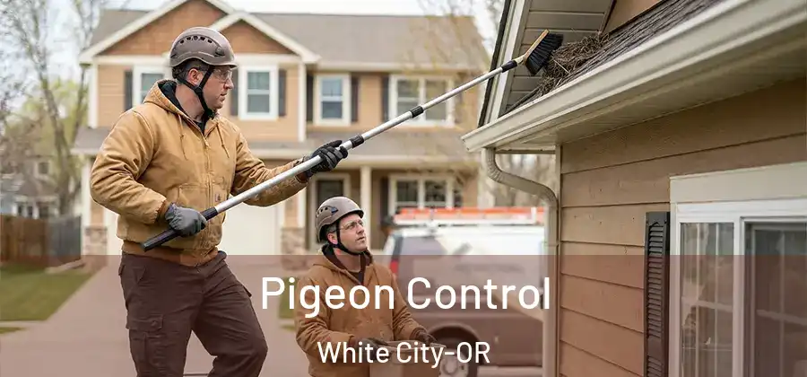 Pigeon Control White City-OR