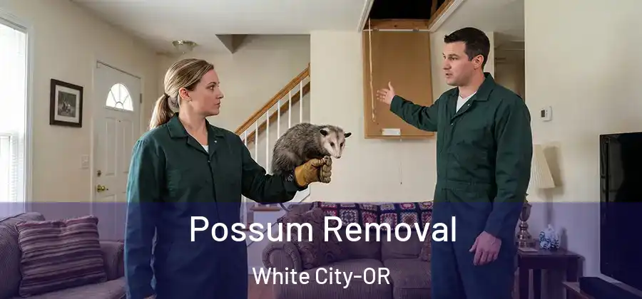 Possum Removal White City-OR