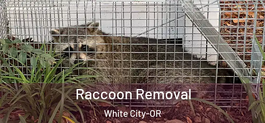 Raccoon Removal White City-OR