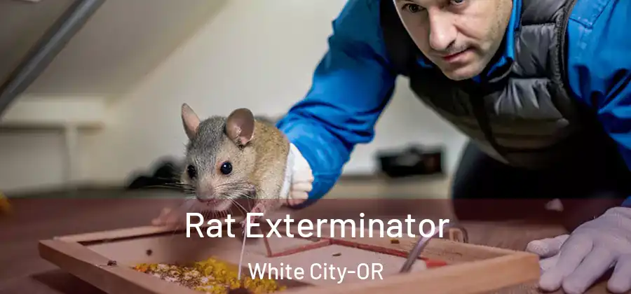 Rat Exterminator White City-OR