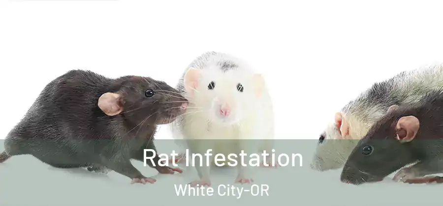 Rat Infestation White City-OR