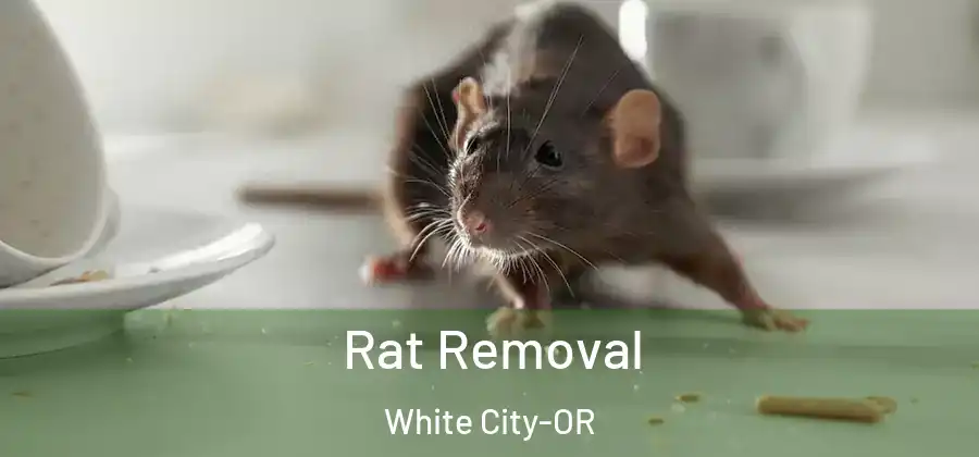 Rat Removal White City-OR