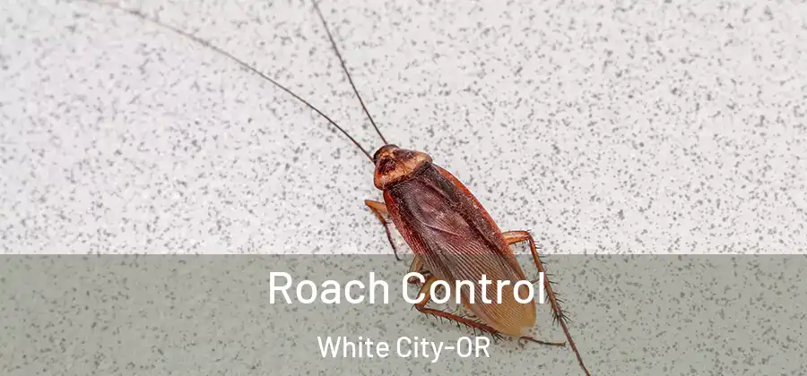 Roach Control White City-OR