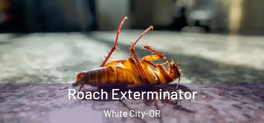 Roach Exterminator White City-OR