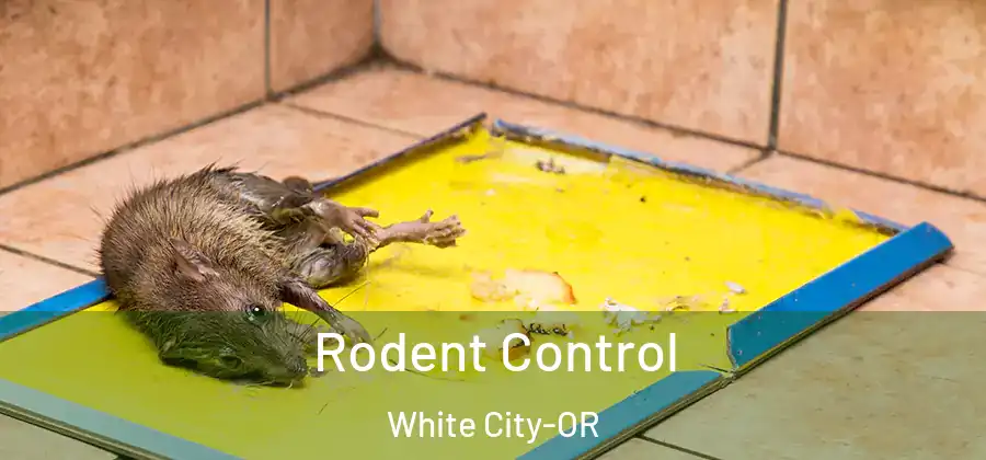  Rodent Control White City-OR