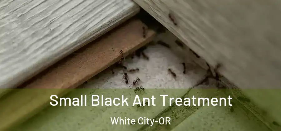 Small Black Ant Treatment White City-OR