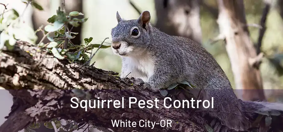  Squirrel Pest Control White City-OR