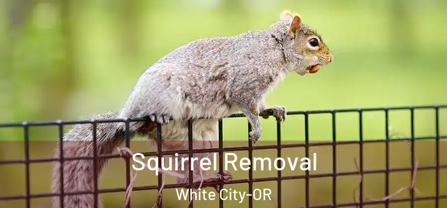 Squirrel Removal White City-OR