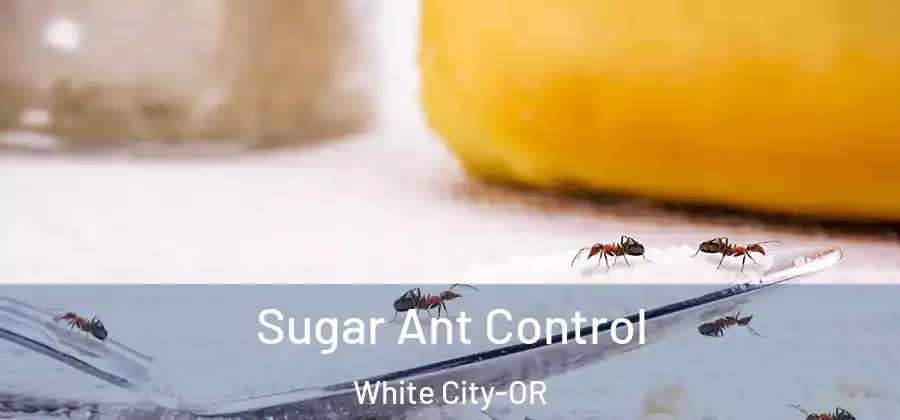 Sugar Ant Control White City-OR