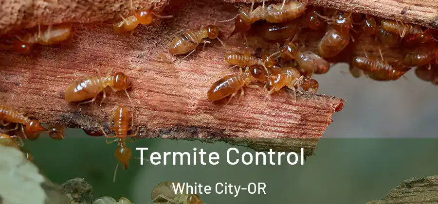 Termite Control White City-OR