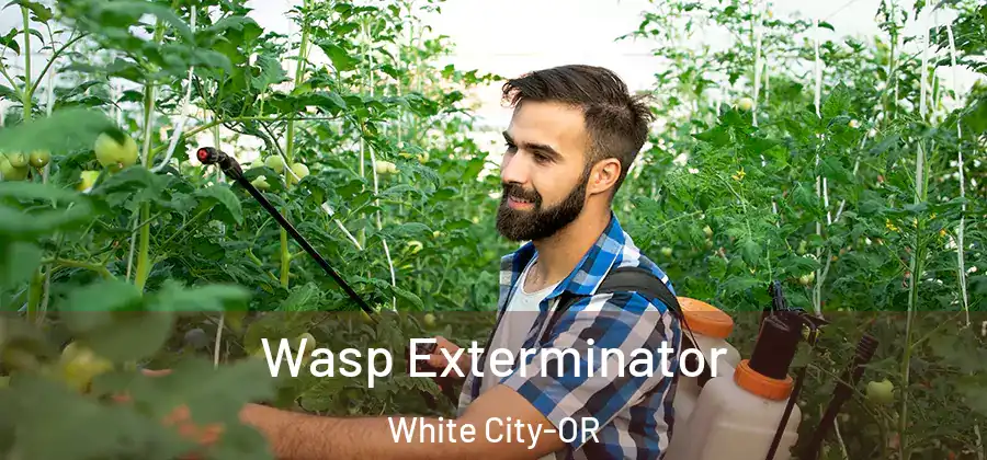 Wasp Exterminator White City-OR