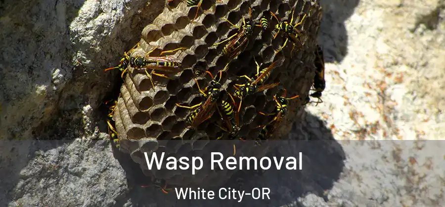  Wasp Removal White City-OR