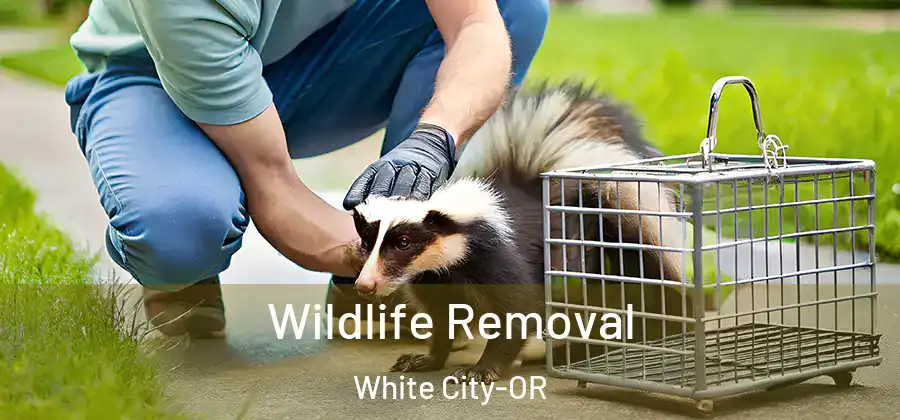  Wildlife Removal White City-OR